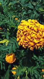 Close-up of yellow flowering plant