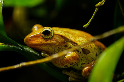 Close-up of frog on leaf