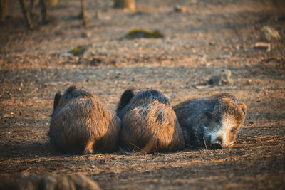 Wild boars resting on field in forest