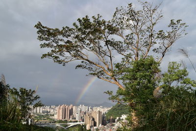 Trees in city against sky