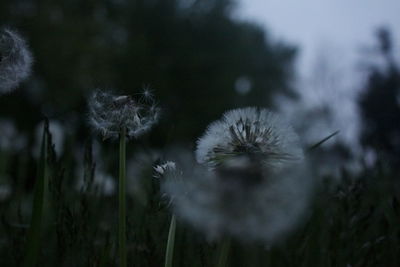 Close-up of white dandelion