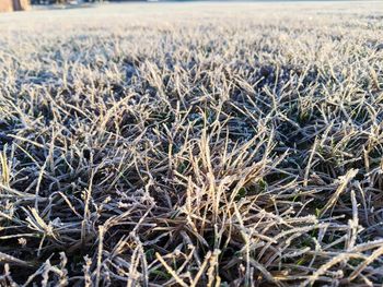 Close-up of stalks in field