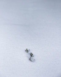 Close-up of lizard on snow