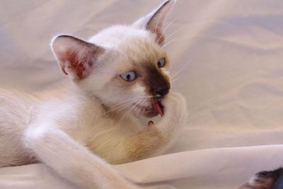 Close-up of kitten relaxing on bed