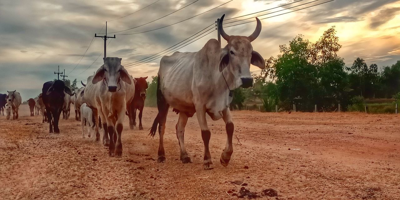 COWS STANDING IN RANCH