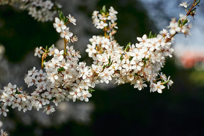 Close-up of white cherry blossom tree