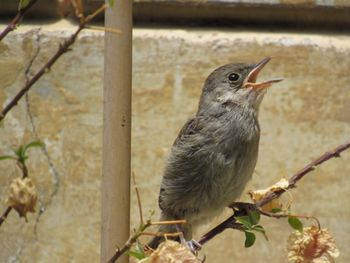 Close-up of bird perching outdoors