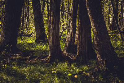 Trees in forest