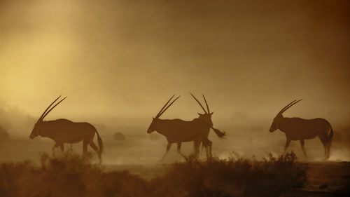 Deer standing on field