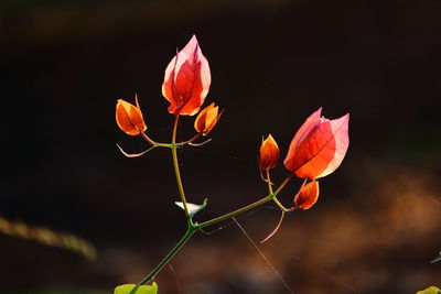 Close-up of red flowering plant