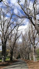 Road amidst bare trees during autumn