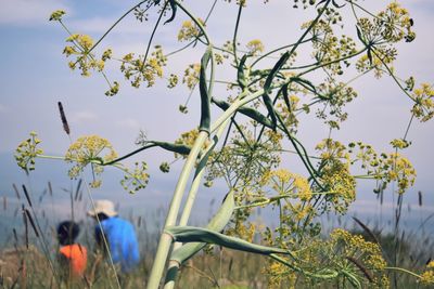 Flowering plants on field against sky