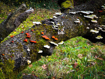 High angle view of mushrooms growing on field