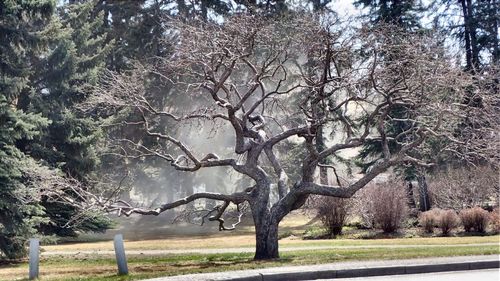 Bare trees on grassy field