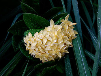 Close-up of yellow flowers