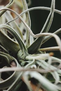 Close-up of plant