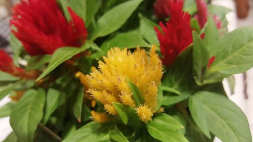 Close-up of red flowers