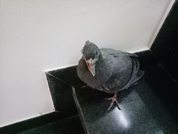 Close-up of bird perching on water