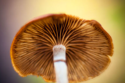 Close-up of mushroom