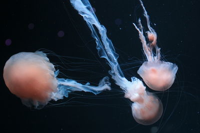 Close-up of jellyfish swimming in sea