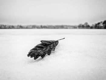 Close-up of lizard on snow