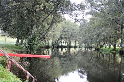 Trees by lake in forest