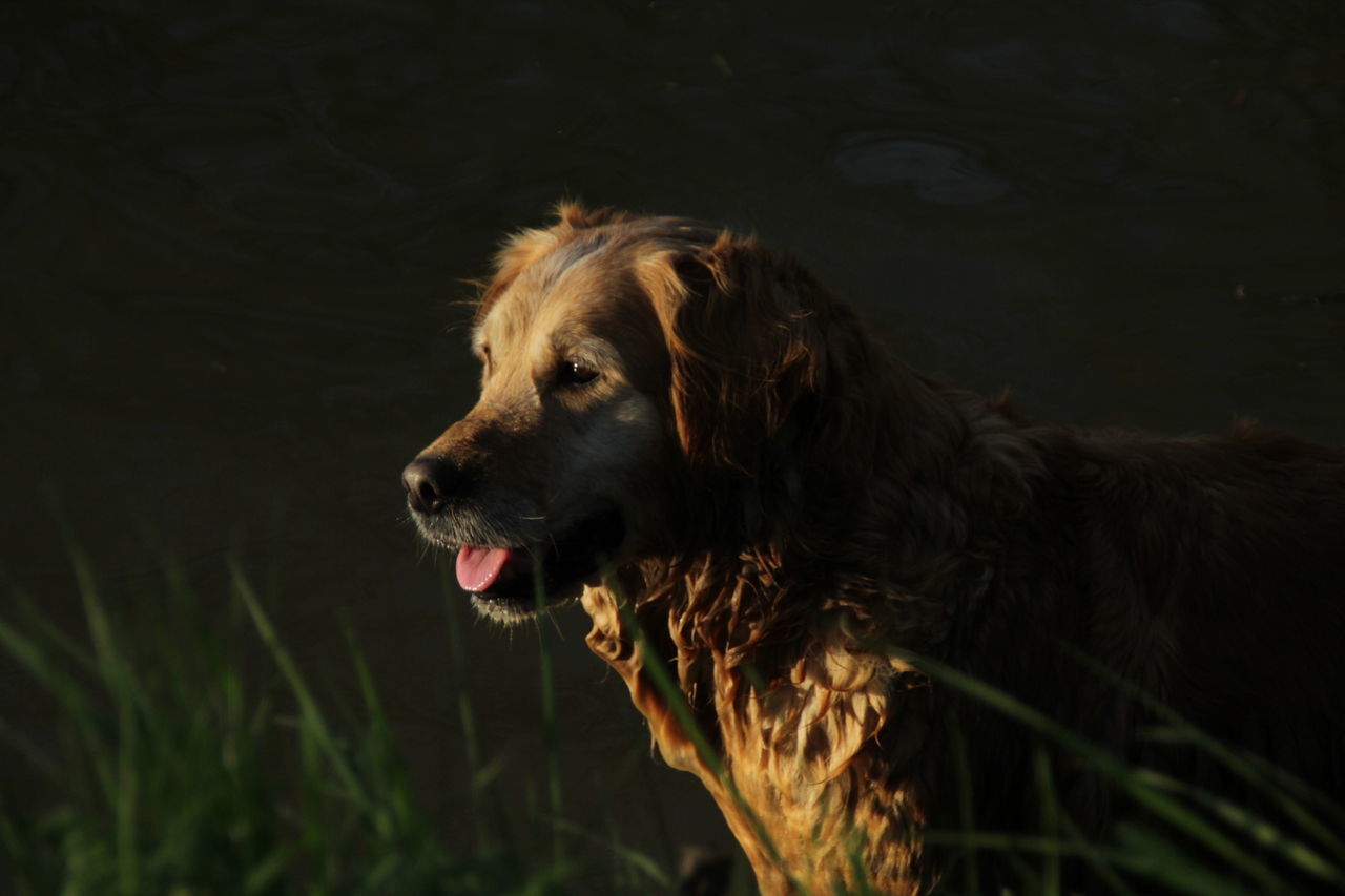 one animal, dog, canine, mammal, animal themes, animal, domestic, pets, domestic animals, vertebrate, looking, looking away, no people, nature, day, animal body part, outdoors, animal head, brown, sticking out tongue, animal tongue, mouth open