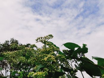 Low angle view of flowering plants against sky