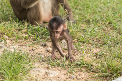Long-tailed macaque and infant on field in zoo