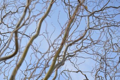 Low angle view of bare tree against sky