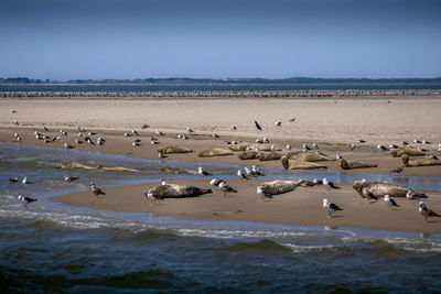 Scenic view of beach against clear sky