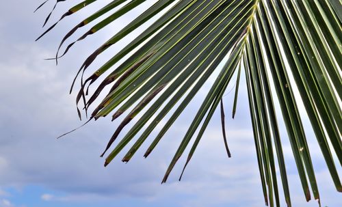 Low angle view of palm leaves against sky