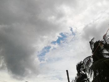 Low angle view of trees against sky