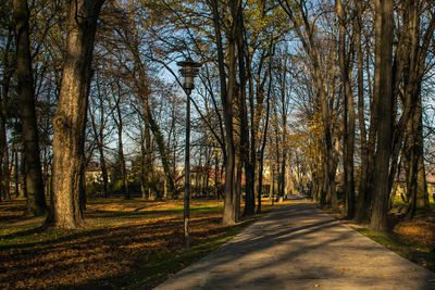 Road amidst trees in forest