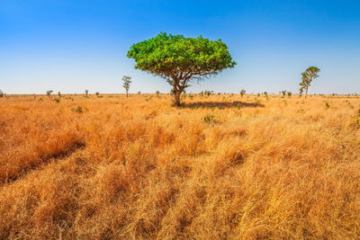 Plants on field against clear sky