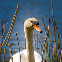 Close-up of swan swimming on lake