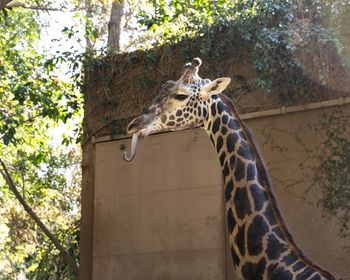 Giraffe in zoo