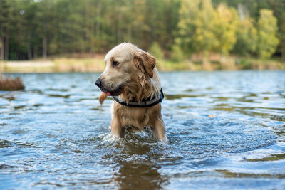 Dog running in lake