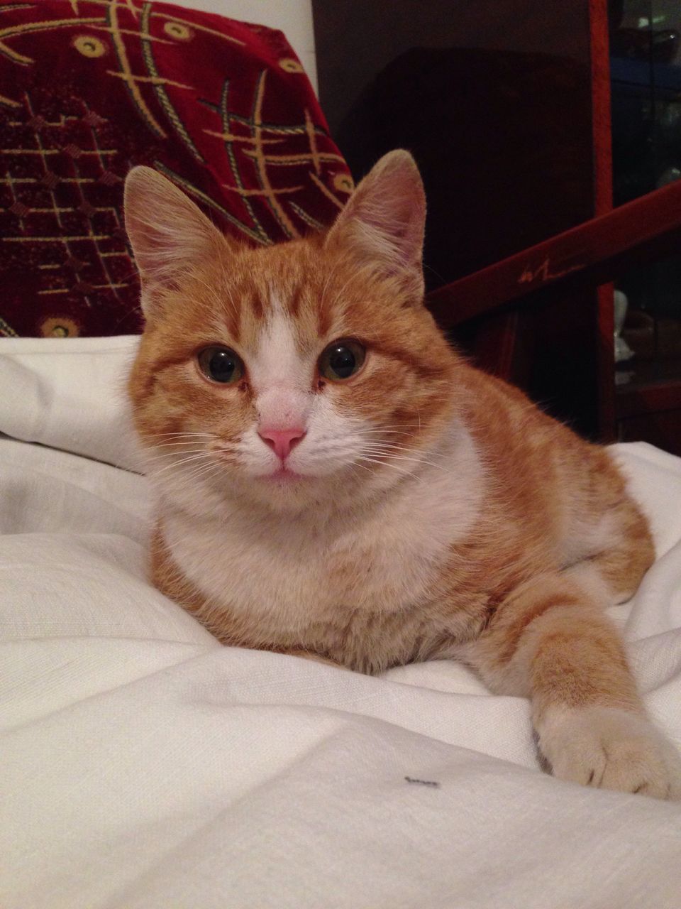 domestic cat, one animal, animal themes, pets, feline, mammal, domestic animals, indoors, looking at camera, no people, portrait, close-up, day