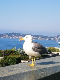 Seagull perching on a sea against sky