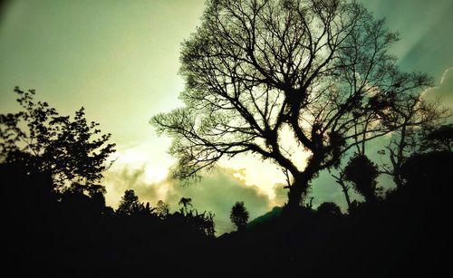 Low angle view of silhouette trees against sky