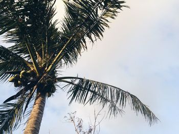 Low angle view of palm tree against sky