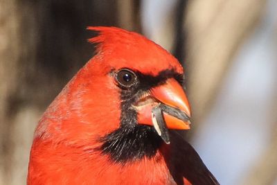 Close-up of bird