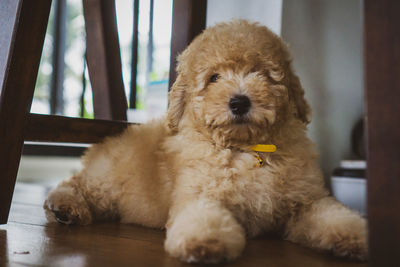 Portrait of dog sitting on floor at home