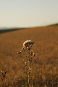 Close-up of honey bee on field against clear sky