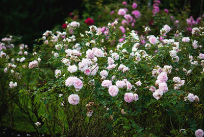 Close-up of white flowering plants on field