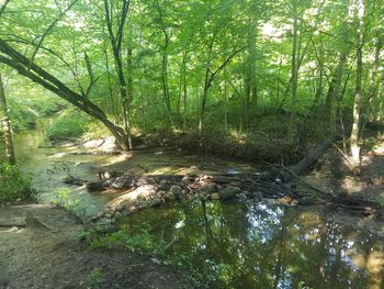 Stream flowing through forest