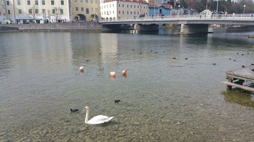 View of birds in water