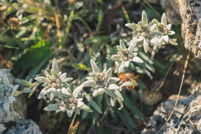 Close-up of purple flowering plant