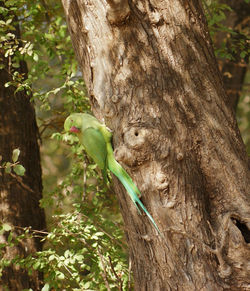 Close-up of a bird on tree trunk